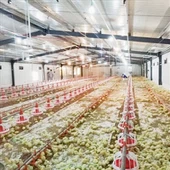 মুরগির বাড়ি খামার